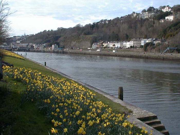 Daffodils on the River Lee.jpg 64.7K